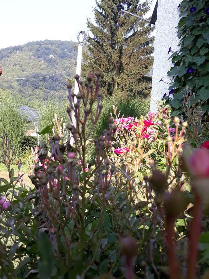 Guesthouse Kuzmanovic Guča 外观 照片